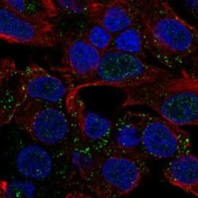 Immunocytochemistry/ Immunofluorescence: MYBPHL Antibody [NBP3-17606]