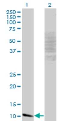 Western Blot: MYCBP Antibody (1B12) [H00026292-M13]