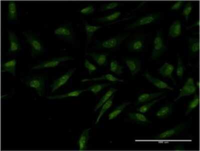 Immunocytochemistry/ Immunofluorescence: MYCBP Antibody (2E9) [H00026292-M02]