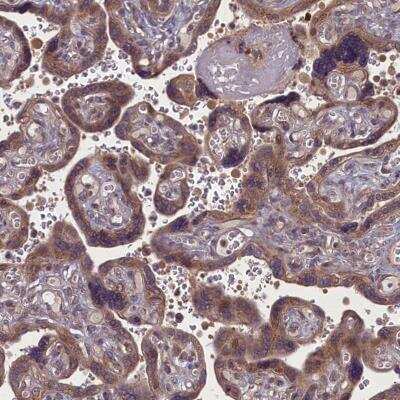 Immunohistochemistry-Paraffin: MYCBP Antibody [NBP1-89101]