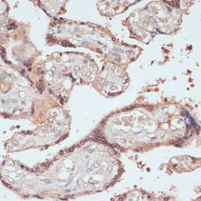 Immunohistochemistry-Paraffin: MYCBP Antibody - Azide and BSA Free [NBP2-93175]