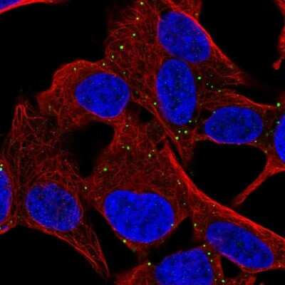 Immunocytochemistry/ Immunofluorescence: MYCBPAP Antibody [NBP2-14790]