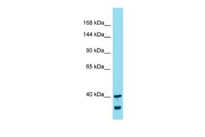 Western Blot: MYCBPAP Antibody [NBP2-83240]