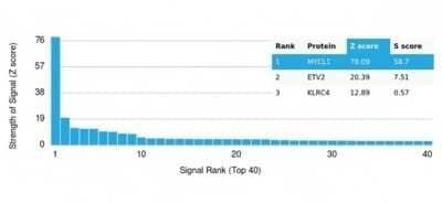 Protein Array: MYCL1/L-Myc Antibody (PCRP-MYCL-2D5) - Azide and BSA Free [NBP3-14011]