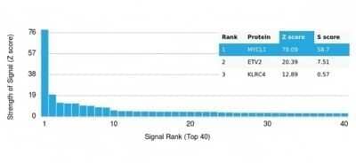 Protein Array: MYCL1/L-Myc Antibody (PCRP-MYCL-2D5) [NBP3-13977]