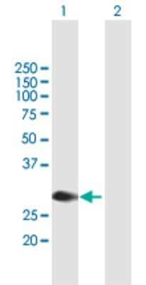 Western Blot: MYCL1/L-Myc Antibody [H00004610-B01P]