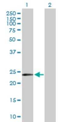 Western Blot: MYCL1/L-Myc Antibody [H00004610-D01P]