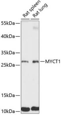 Western Blot: MYCT1 AntibodyAzide and BSA Free [NBP3-05580]