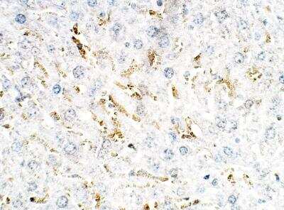 Immunohistochemistry-Paraffin: MYD118 Antibody [NBP3-12326]