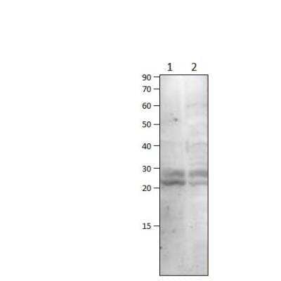 Western Blot: MYD118 Antibody [NBP3-12326]