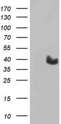 Western Blot: MYF-5 Antibody (OTI2G5)Azide and BSA Free [NBP2-72855]