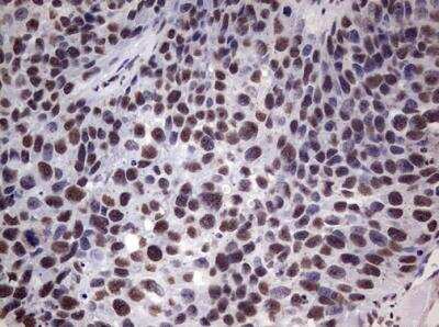 Immunohistochemistry-Paraffin: MYF-5 Antibody (OTI2G5) [NBP2-44245]
