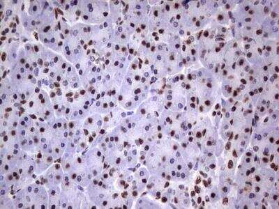 Immunohistochemistry-Paraffin: MYF-5 Antibody (OTI2G5) [NBP2-44245]