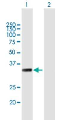 Western Blot: MYF6 Antibody [H00004618-B01P]