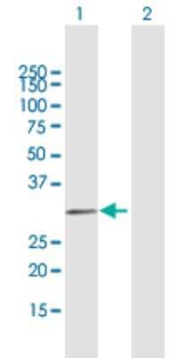 Western Blot: MYF6 Antibody [H00004618-B02P]