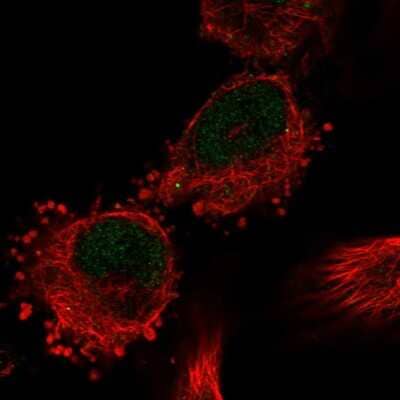 Immunocytochemistry/ Immunofluorescence: MYG1 Antibody [NBP2-38422]