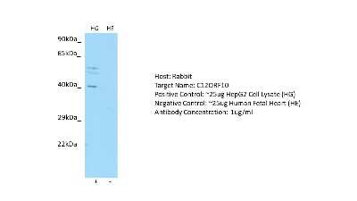 Western Blot: MYG1 Antibody [NBP2-83242]