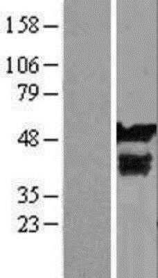 Western Blot: MYG1 Overexpression Lysate [NBL1-08126]