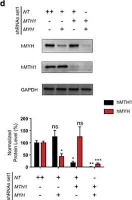 Knockdown Validated: MYH Antibody (4D10) [H00004595-M01]