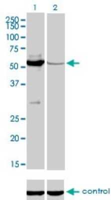 Western Blot: MYH Antibody (4D10) [H00004595-M01]