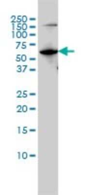 Western Blot: MYH Antibody (4D10) [H00004595-M01]