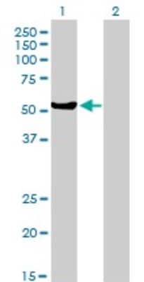 Western Blot: MYH Antibody (4D10) [H00004595-M01]