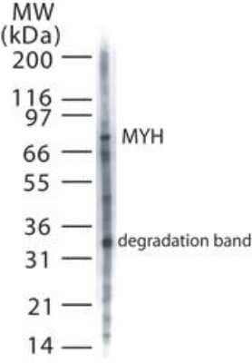 Western Blot: MYH Antibody [NB600-1032]