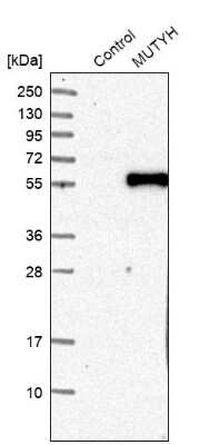 Western Blot: MYH Antibody [NBP1-87743]