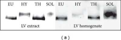 Western Blot: MYH6 Antibody (3-48)Azide and BSA Free [NB300-284]