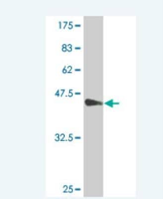 Western Blot: MYL4 Antibody (1A11-C8) [H00004635-M01]