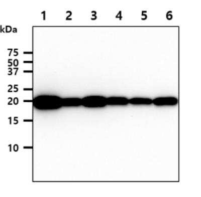 Western Blot: MYL4 Antibody (4E8)BSA Free [NBP2-42646]