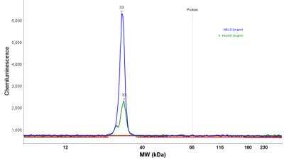 Simple Western: MYL4 Antibody [NBP2-30954]