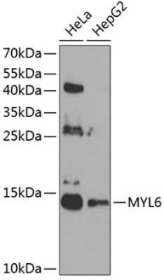 Western Blot: MYL6 AntibodyBSA Free [NBP2-94755]