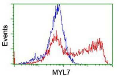 Flow Cytometry: MYL7 Antibody (OTI4E7) [NBP2-03891]