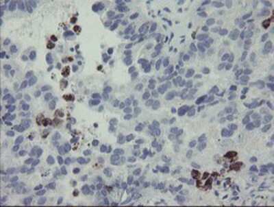 Immunohistochemistry-Paraffin: MYL7 Antibody (OTI4E7) [NBP2-03891]