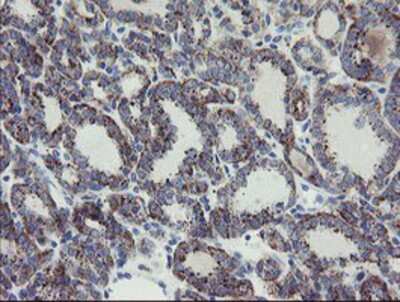 Immunohistochemistry-Paraffin: MYL7 Antibody (OTI4E7) [NBP2-03891]