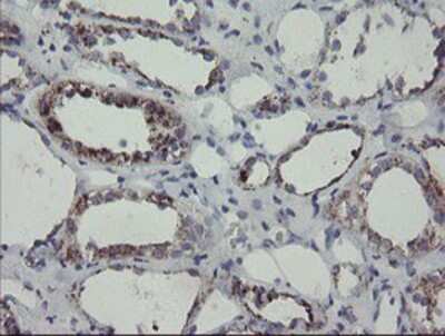 Immunohistochemistry-Paraffin: MYL7 Antibody (OTI4E7) [NBP2-03891]
