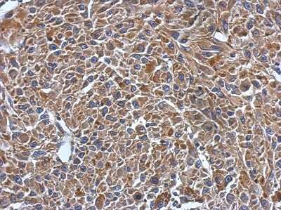 Immunohistochemistry-Paraffin: MYL7 Antibody [NBP2-19449]