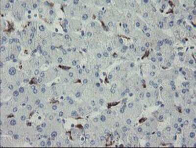 Immunohistochemistry: MYL7 Antibody (OTI4E7) - Azide and BSA Free [NBP2-72859]
