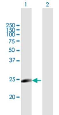 Western Blot: MYLC2PL Antibody [H00093408-B01P]