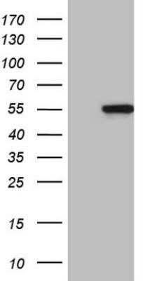 Western Blot: MYLIP Antibody (OTI3A2)Azide and BSA Free [NBP2-72862]