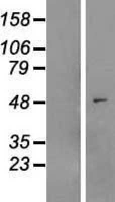 Western Blot: MYLIP Overexpression Lysate [NBL1-13432]