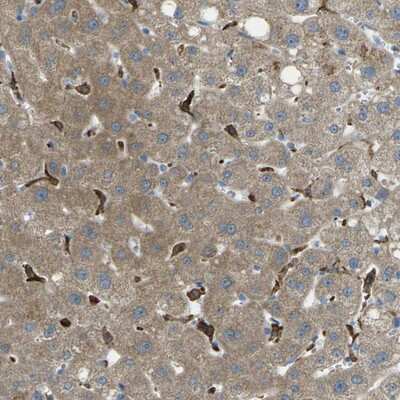 Immunohistochemistry-Paraffin: MYLK4 Antibody [NBP1-80761]