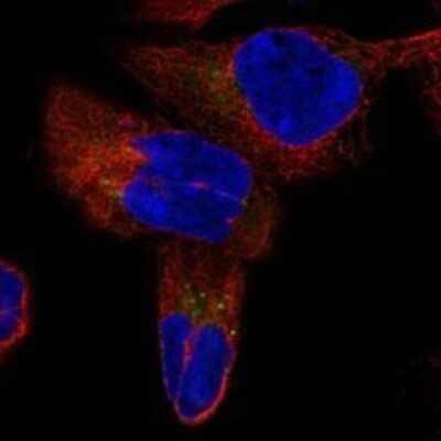 Immunocytochemistry/ Immunofluorescence: MYMX Antibody [NBP3-17169]