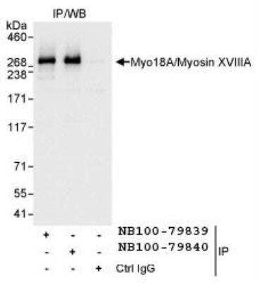 Immunoprecipitation: MYO18A Antibody [NB100-79839]