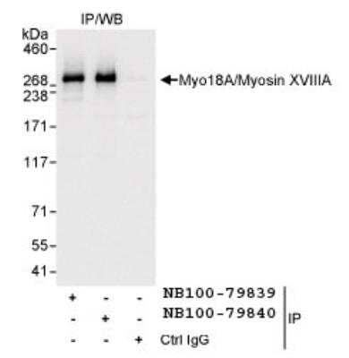 Immunoprecipitation: MYO18A Antibody [NB100-79840]