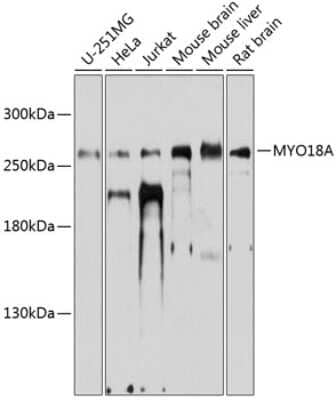 Western Blot: MYO18A AntibodyAzide and BSA Free [NBP2-93035]