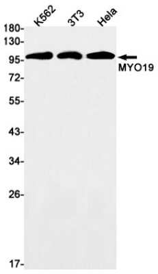 Western Blot: MYO19 Antibody (S03-8A7) [NBP3-15061]