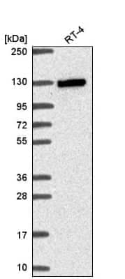 Western Blot: MYO19 Antibody [NBP2-56073]