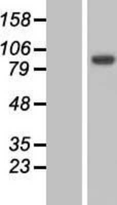 Western Blot: MYO19 Overexpression Lysate [NBL1-13435]